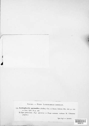 Ruzenia spermoides image